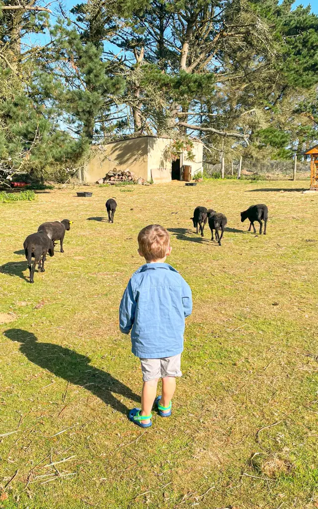 Parc animalier de la Pommeraie - Peumerit