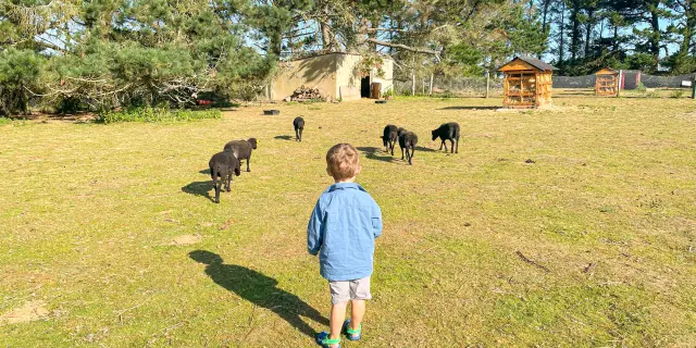Parc animalier de la Pommeraie - Peumerit