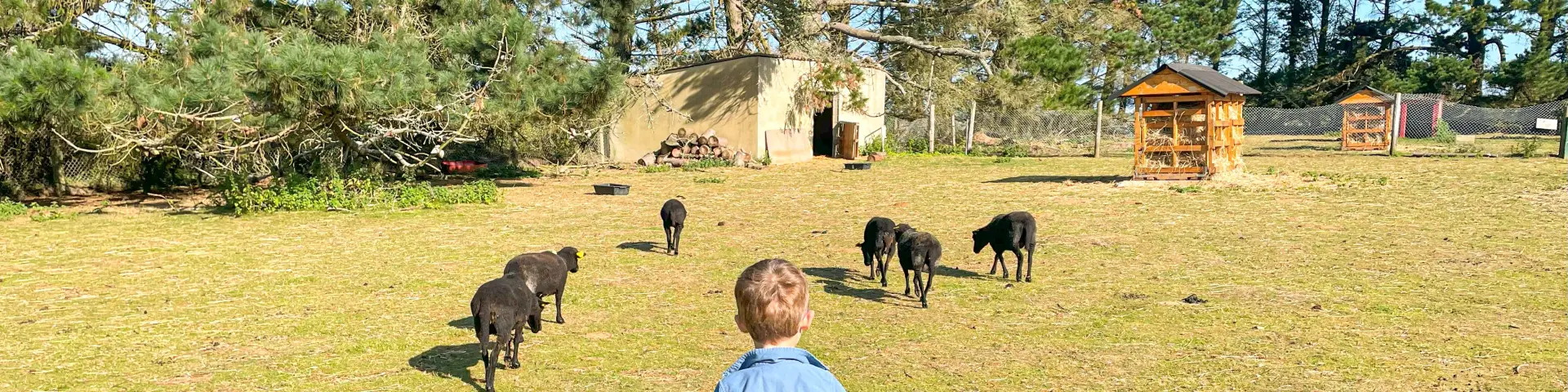 Parc animalier de la Pommeraie - Peumerit