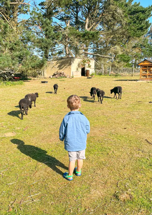 Parc animalier de la Pommeraie - Peumerit