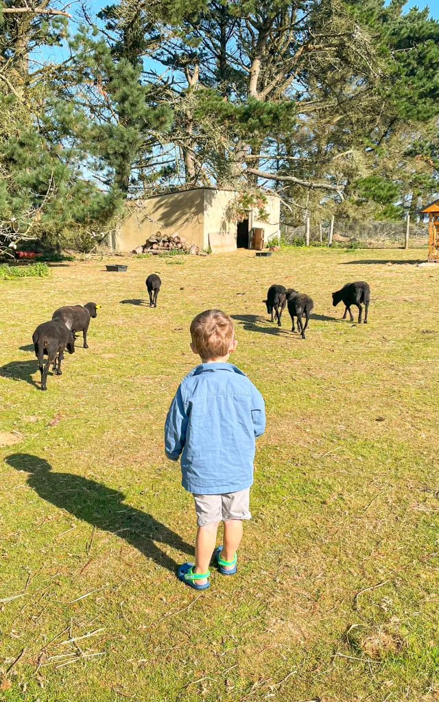 Parc animalier de la Pommeraie - Peumerit