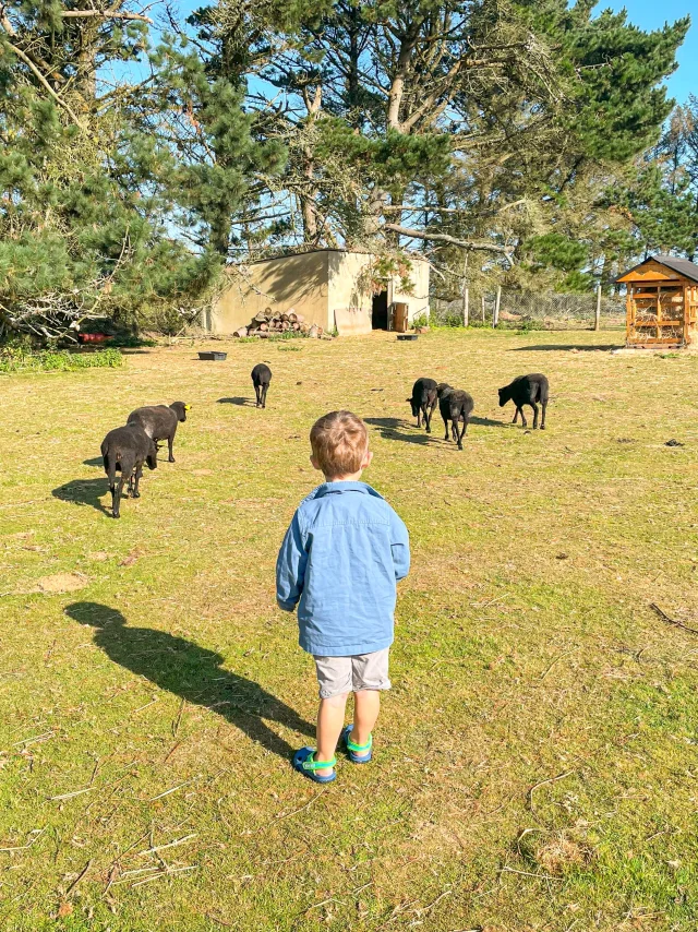 Parc animalier de la Pommeraie - Peumerit
