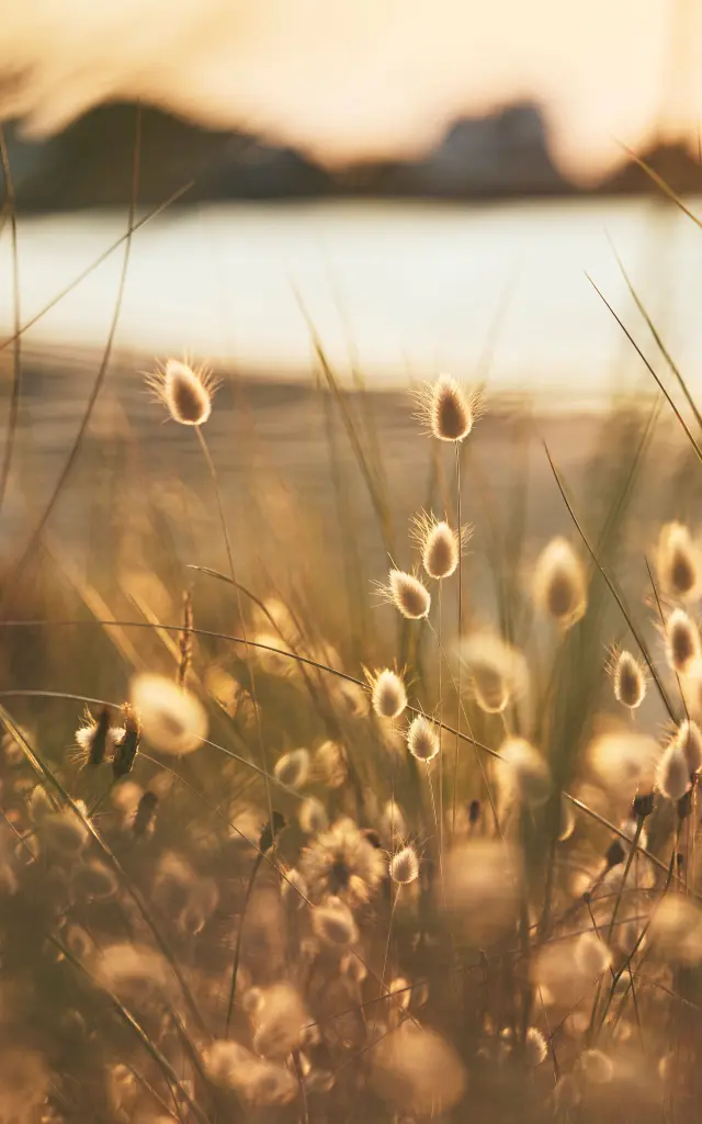 Nature en Pays bigouden