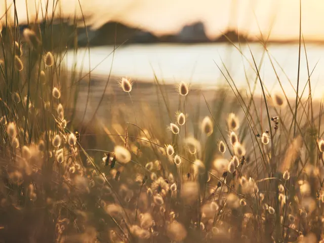 Natur im Pays bigouden