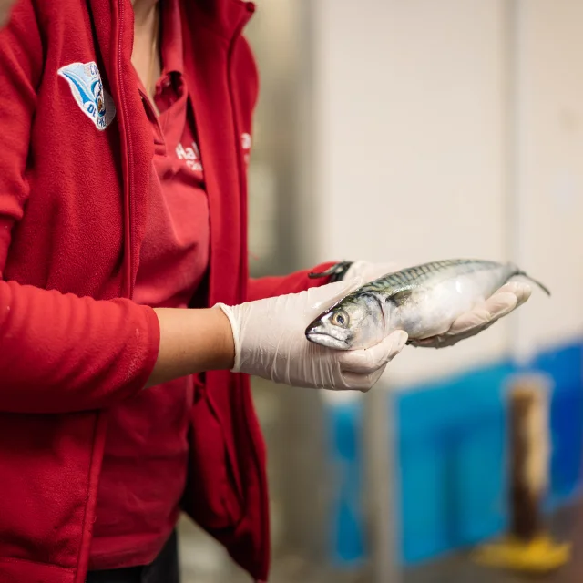 Haliotia - la criée - Le Guilvinec