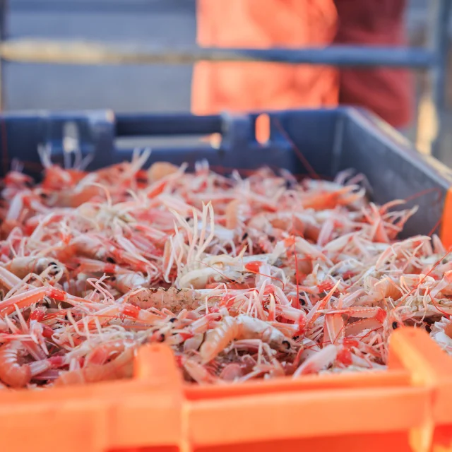 retour des bateaux - langoustines - Le Guilvinec