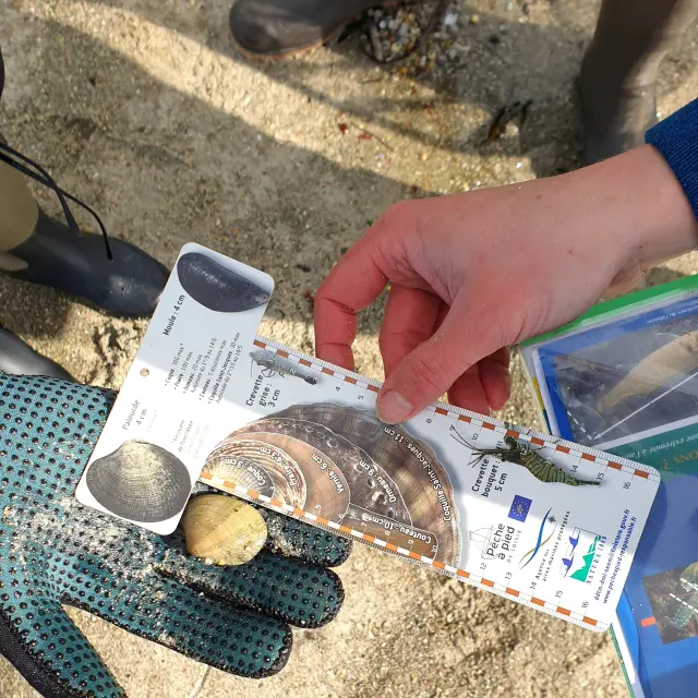 Pêche à pied avec Valerie Dufour - Kérity - Penmarc'h