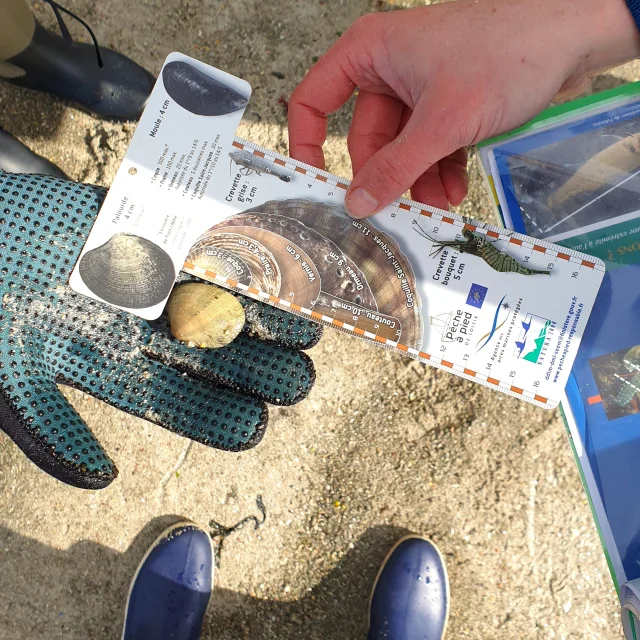 Pêche à pied avec Valerie Dufour - Kérity - Penmarc'h