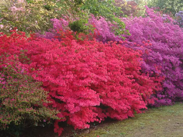 Parc Botanique de Cornouaille et Musee Des Mineraux - Combrit