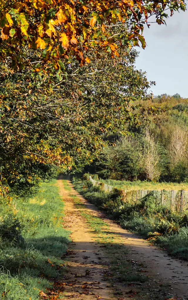 Wald von Saint-Ronan - Plozévet