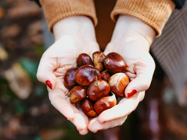 Chataignes - Bois de Roscouré - Combrit