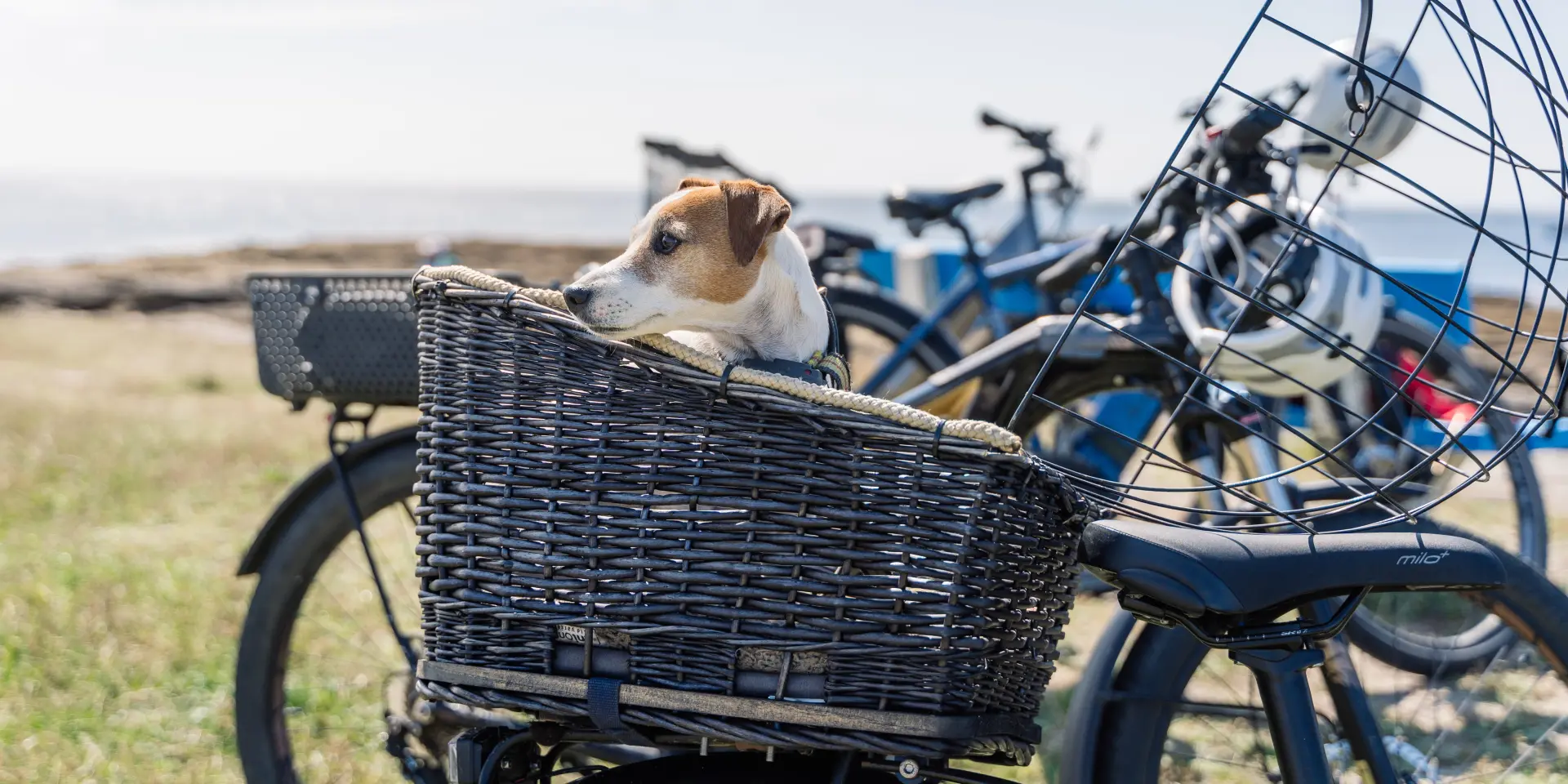 Chien dans panier vélo