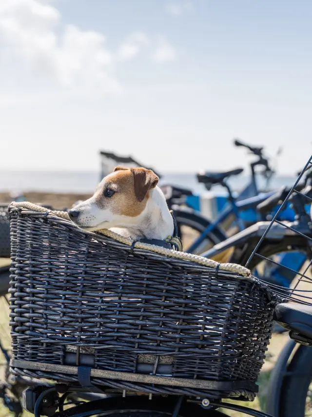 Chien dans panier vélo