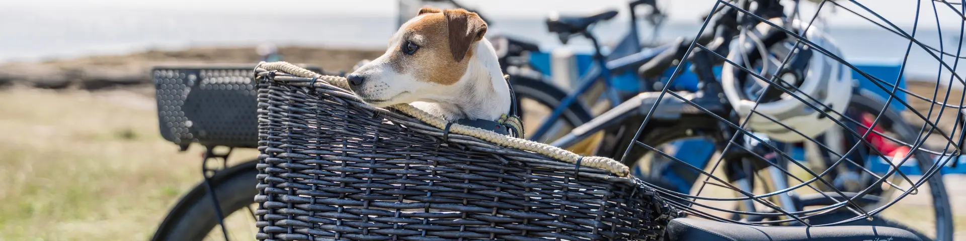 Hund im Fahrradkorb