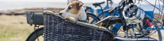 Hund im Fahrradkorb