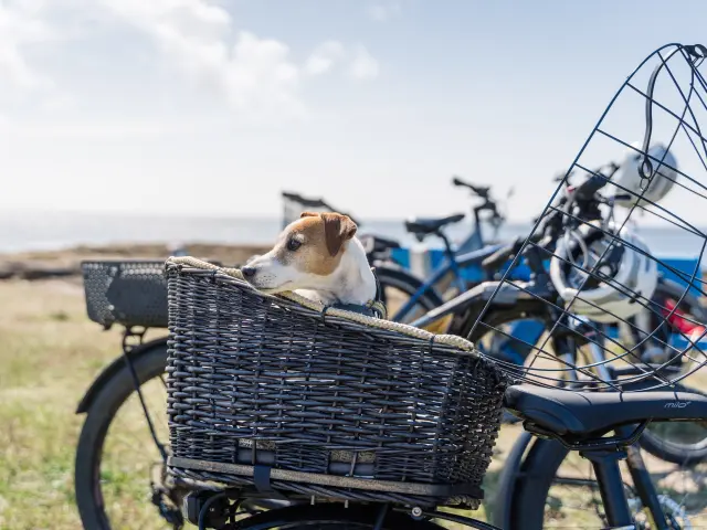Hund im Fahrradkorb