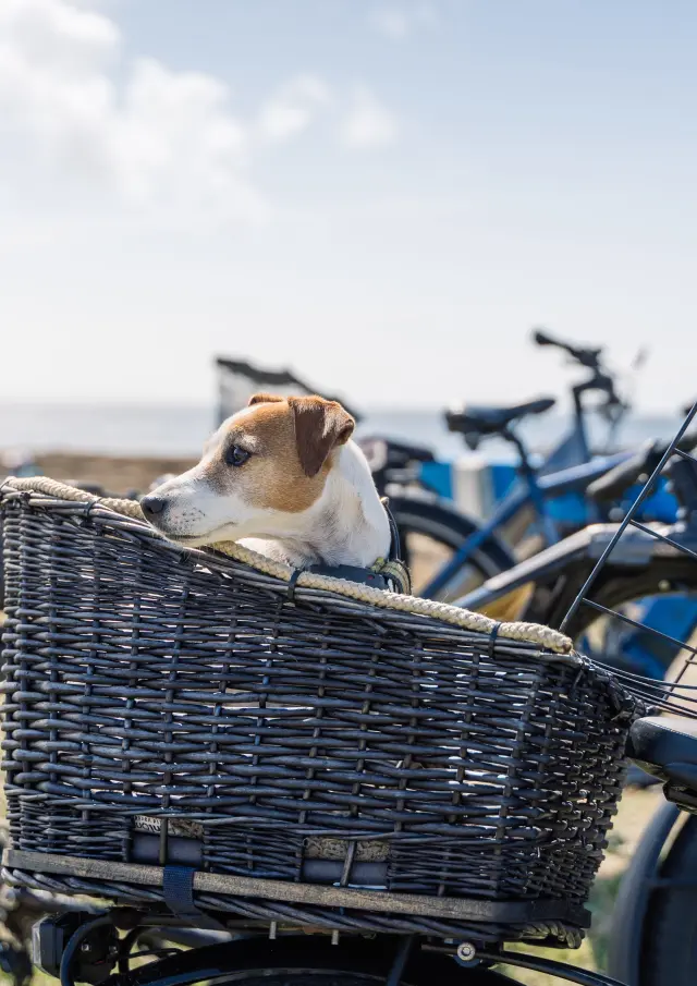 Chien dans panier vélo