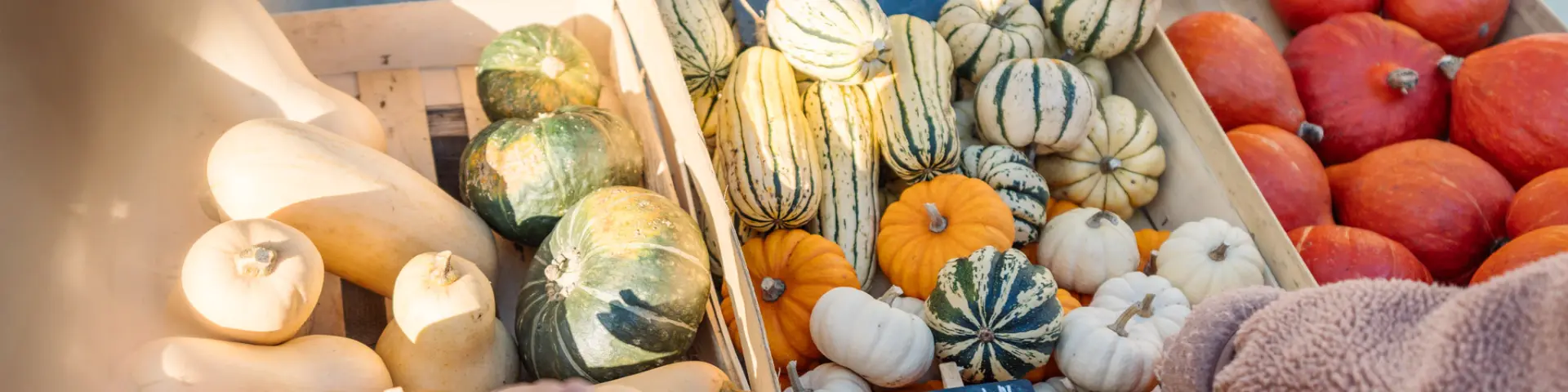 Gemüsebauer in Pays bigouden