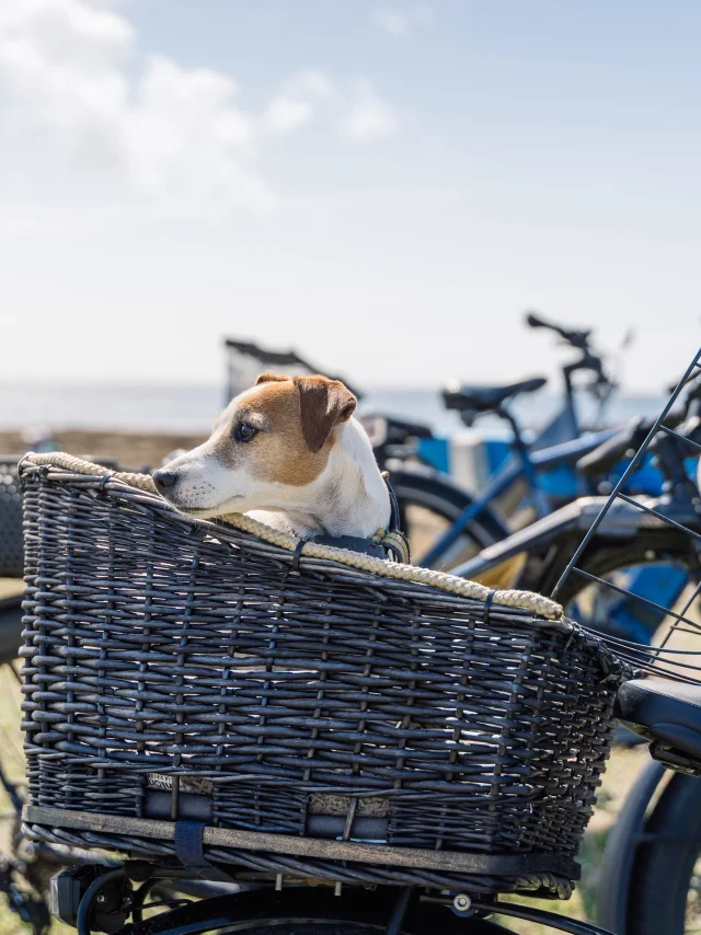 Chien dans panier vélo
