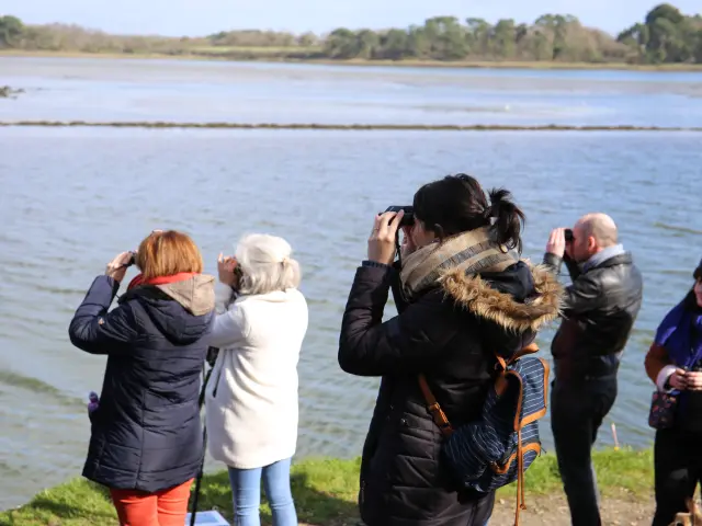 Pont L'abbé - Obsrvation des oiseaux de la rivière.