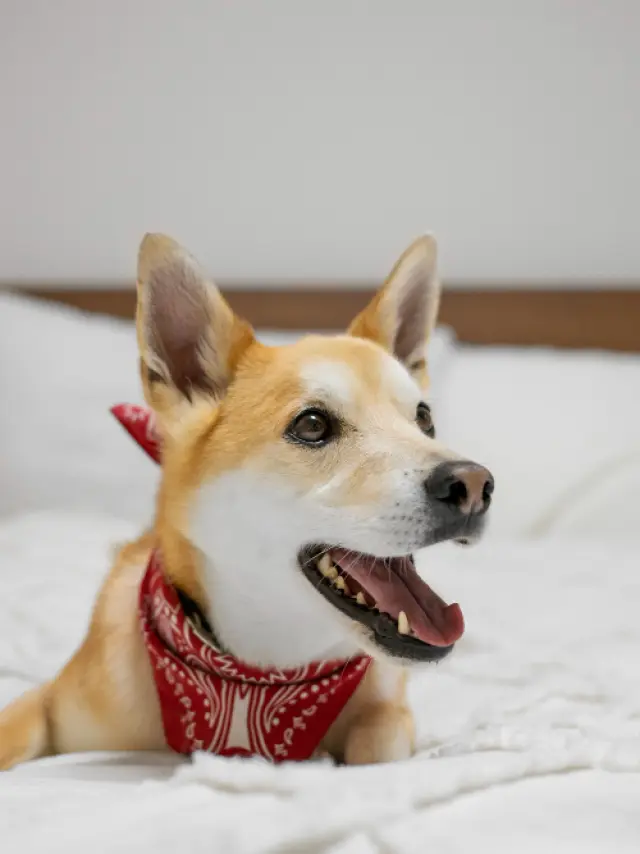 Locations de vacances, résidences de tourisme, gîtes d'étape chiens bienvenus ©Freepik