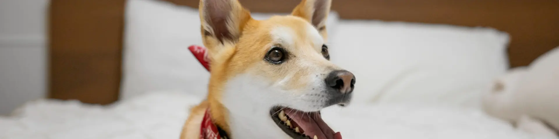 Locations de vacances, résidences de tourisme, gîtes d'étape chiens bienvenus ©Freepik