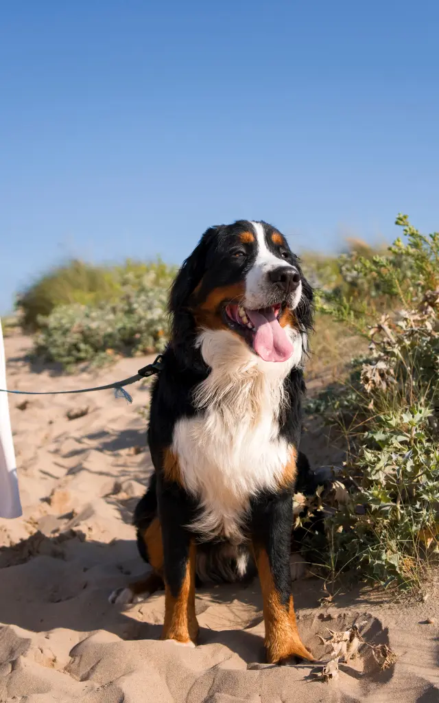Chien devant la plage