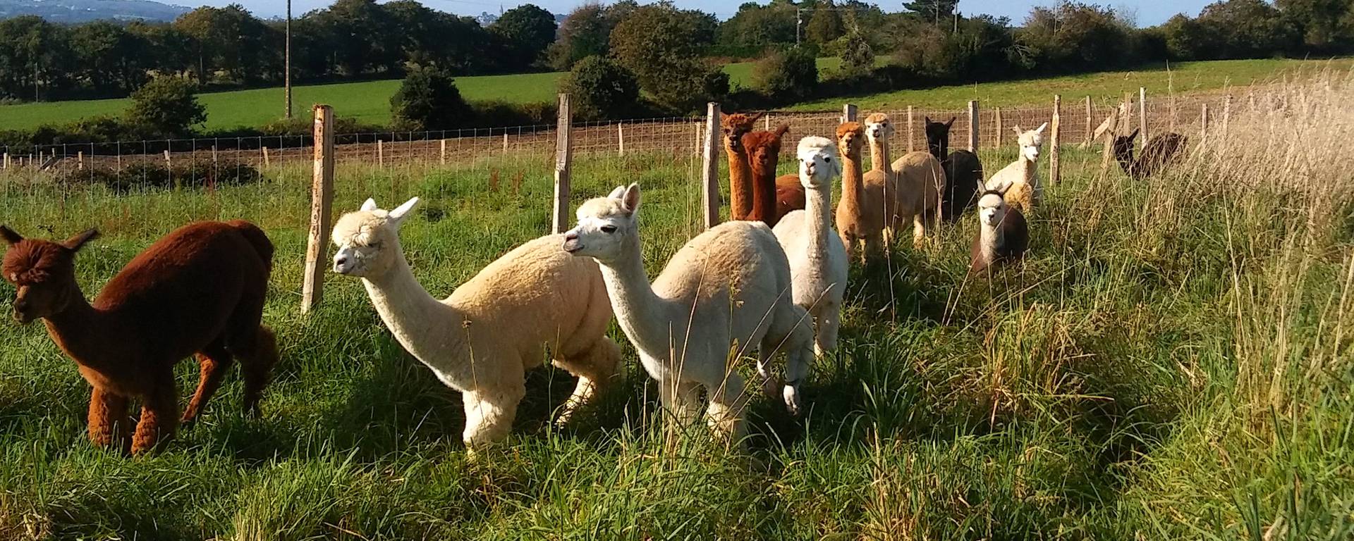 Alpaca farm in Gourlizon, Pays Bigouden © G Mazingue