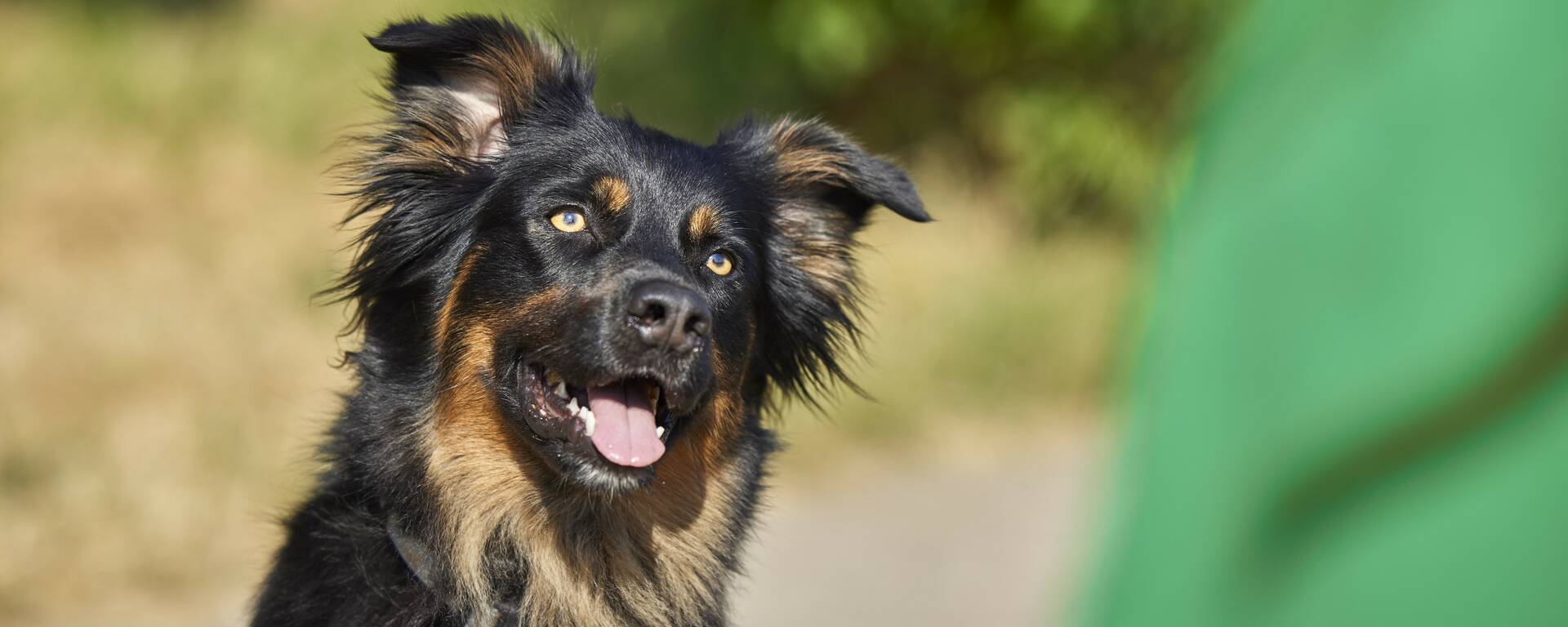 Portrait chien 