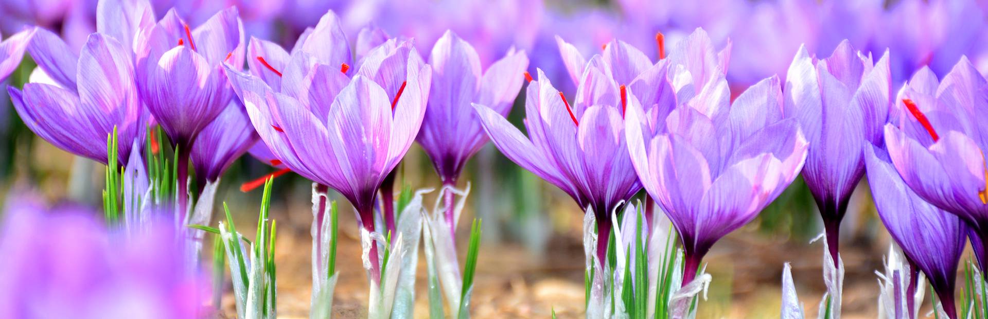 Saffron crocuses, Pays Bigouden © M Amiri
