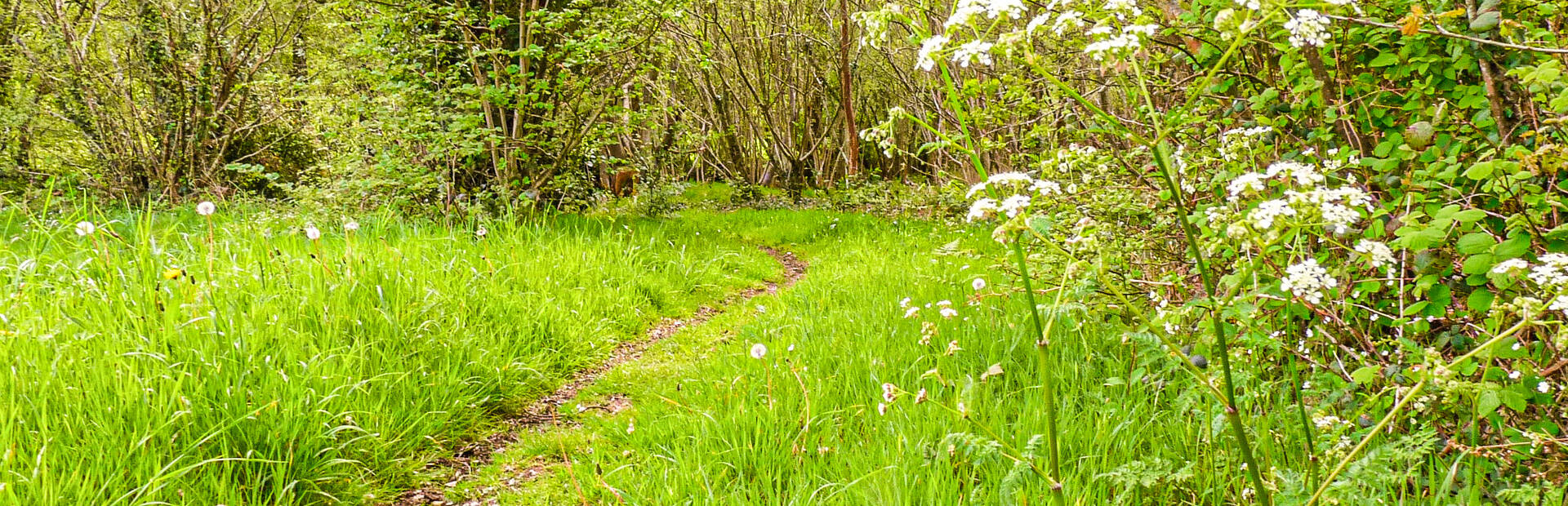 Chemin de campagne à Peumerit en Pays Bigouden ©C.Dameron