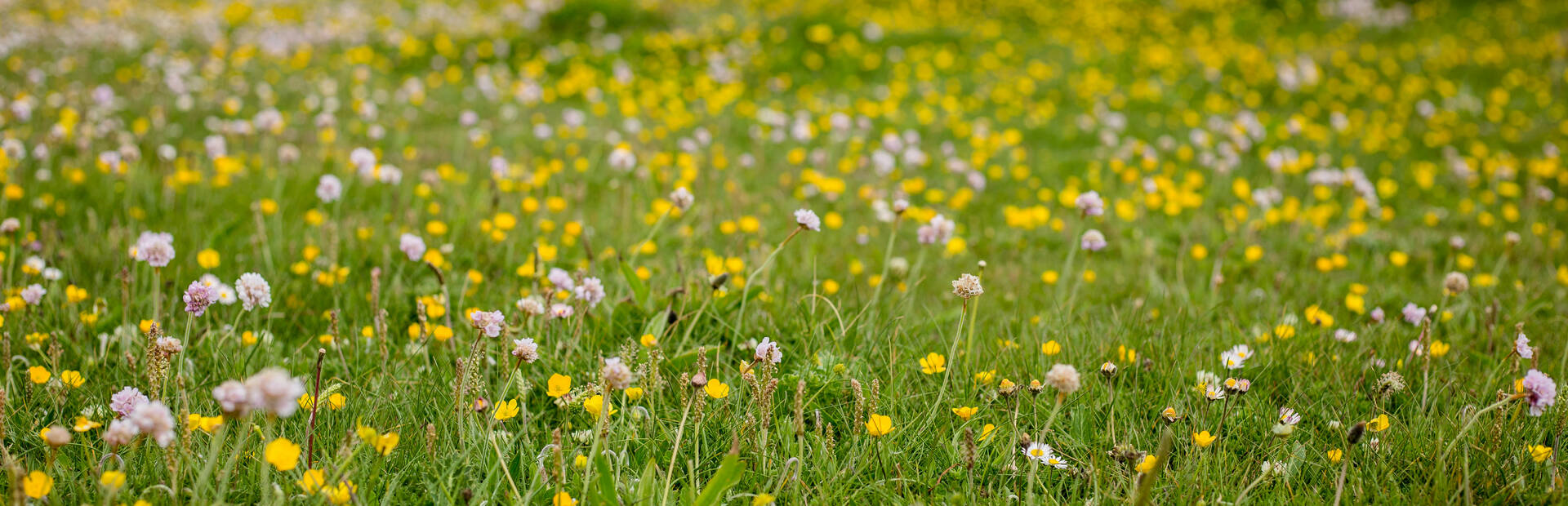 Plomeur - fleurs de printemps - ©L Gloaguen
