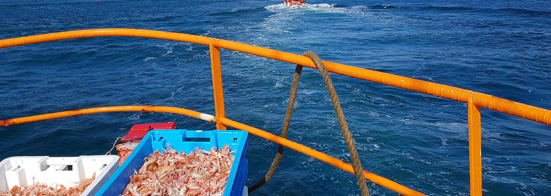 Fishing trip from Le Guilvinec - Pays Bigouden © M Pimentel