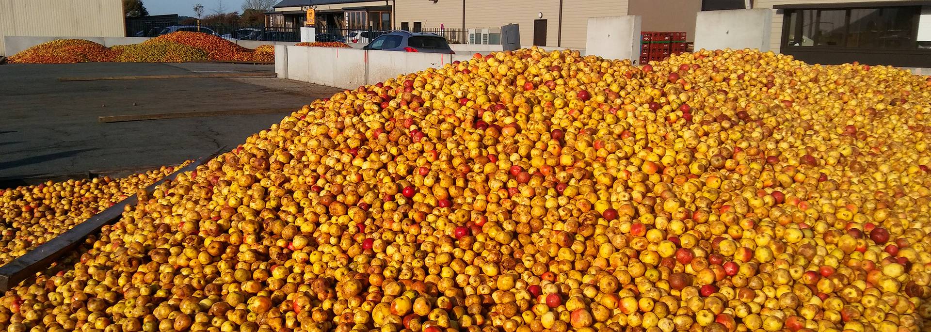 Storing apples at Kerné Cider Farm, Pays Bigouden © G Mazingue