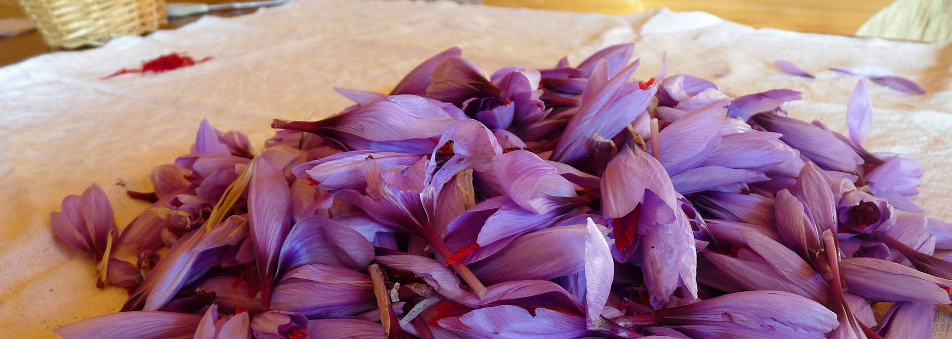 Saffron crocuses, Pays Bigouden © G Mazingue