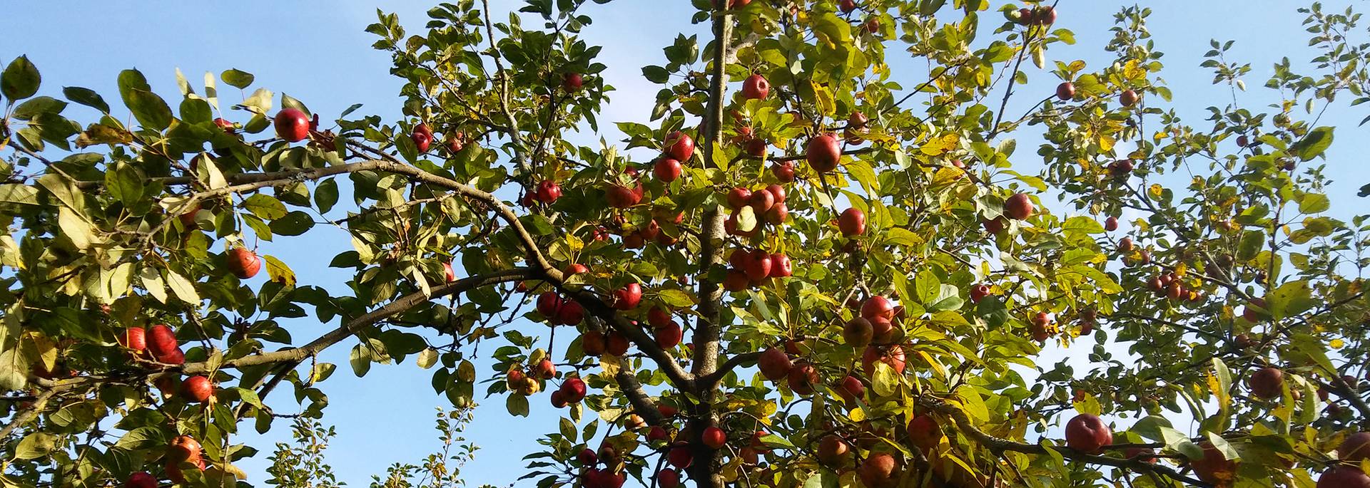 Cider orchards in Pouldreuzic, Pays Bigouden © G Mazingue