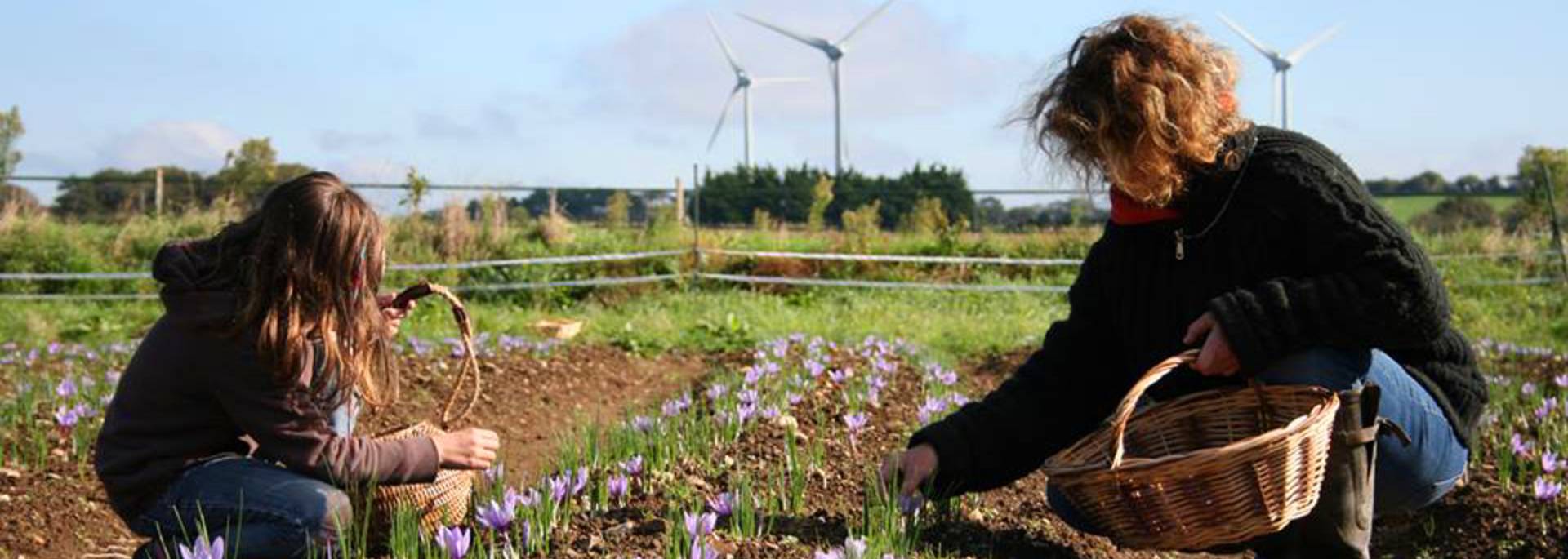 Anne Roche and her daughter harvesting saffron crocuses - Pays Bigouden © A Roche