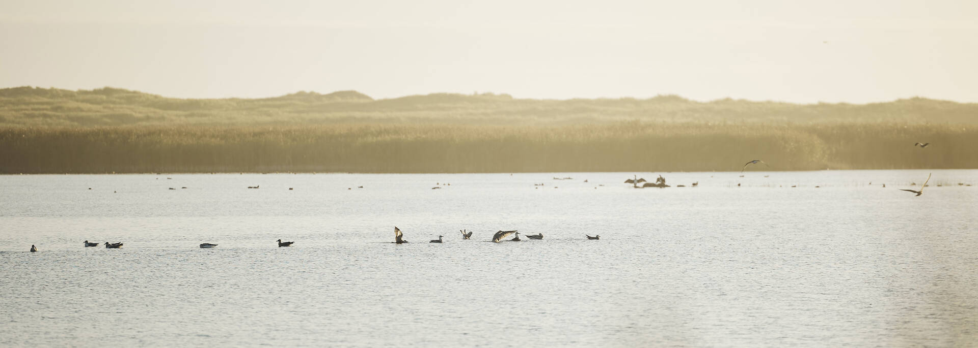 Etang de Trunvel à Tréogat en Pays Bigouden ©Alexandre Lamoureux