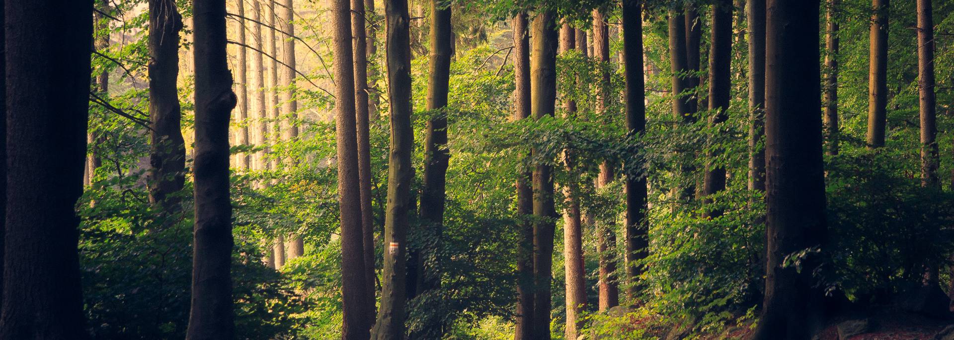 Bois de Roscouré © L Szmigiel