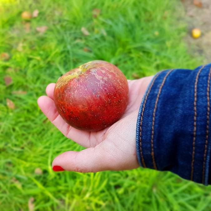 In the orchards at Kerné Cider Farm, Pays Bigouden © E Cléret
