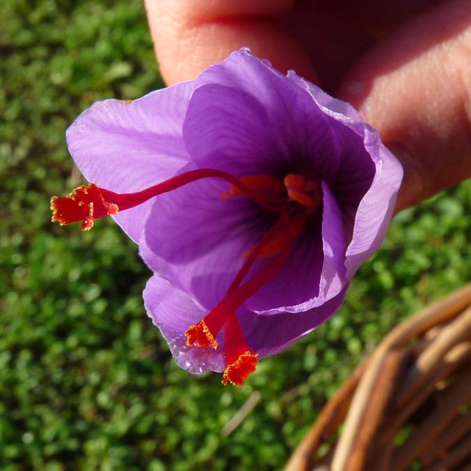 Crocus Stativus - saffron crocus, Pays Bigouden © G Mazingue
