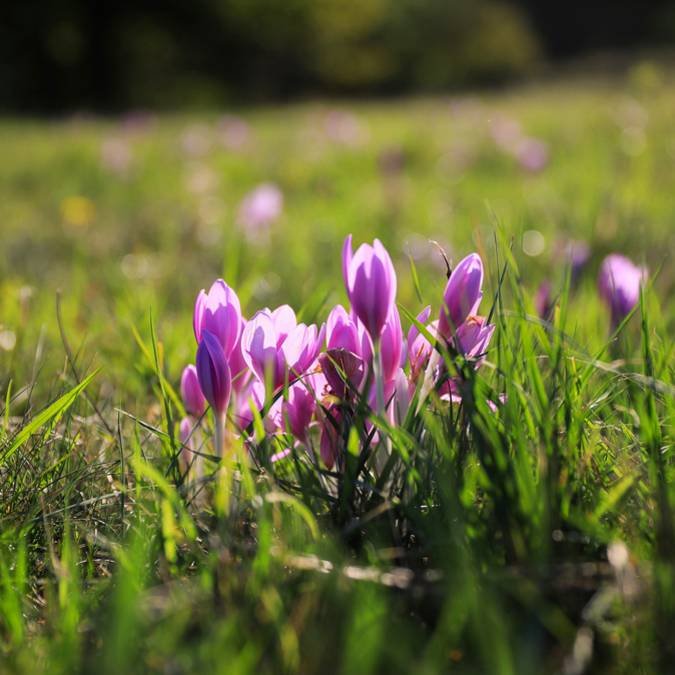 Crocus Stativus - saffron crocus, Pays Bigouden 