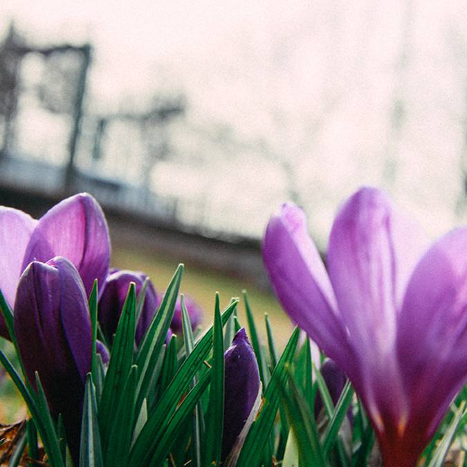 Crocus Stativus - saffron crocus, Pays Bigouden © R Drits
