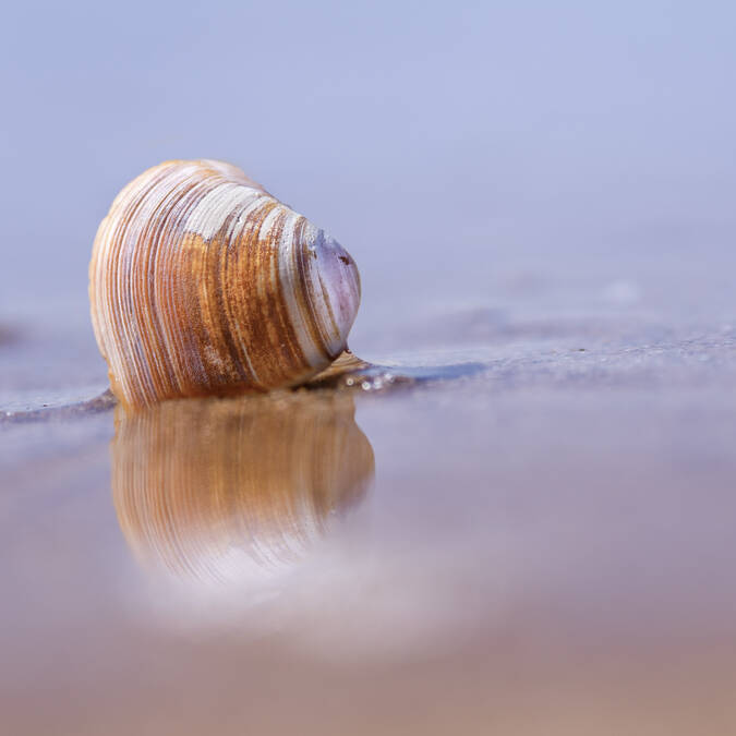 La pêche à pied doit se pratiquer dans le respect de l'environnement pour préserver la ressource. 
