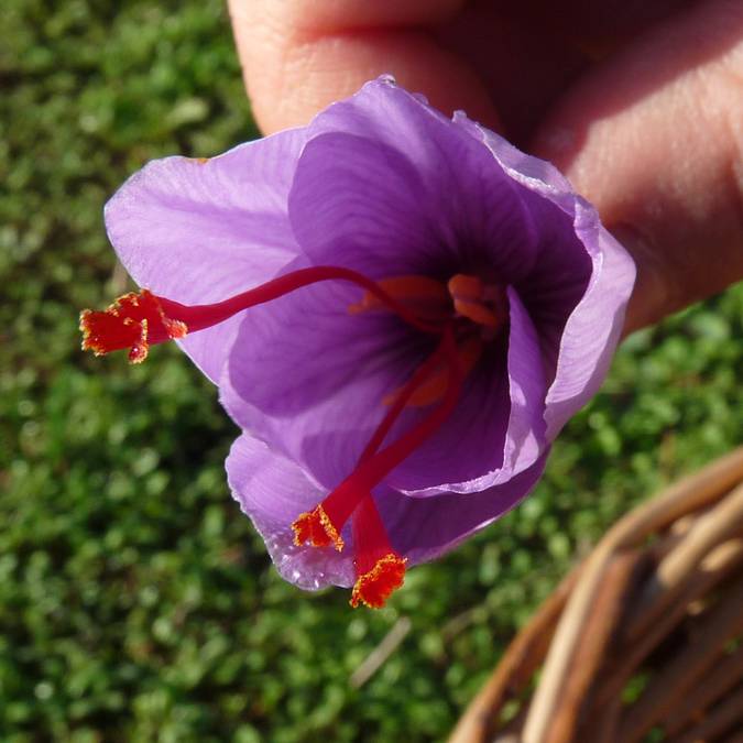 Saffron crocus, Pays Bigouden © G Mazingue
